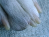 Hundebetreuung Wien / Die Hundekrallen - Krallen (oder Nägel) bestehen aus totem Horn, sie sind daher nicht schmerzempfindlich. Die Haut, aus der sie gebildet werden ist jedoch sehr stark mit Blut versorgt.