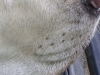 Hundebetreuung Wien / Vibrissen - Vibrissen, auch Sinus-, Tast- oder Schnurrhaare genannt. sind spezielle Haare, die vielen Säugetieren, zumeist im Gesicht, wachsen. Sie sind dicker, fester und länger als gewöhnliche Haare und auf die Wahrnehmung taktiler Reize spezialisiert.