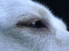 Hundebetreuung Wien / Das Auge des Hundes - Hunde haben an jedem Auge ein drittes Augenlid, die Nickhaut. Diese ist größtenteils unter dem unteren Lid versteckt, und man kann nur ein kleines Stückchen dieser farbigen Membrane am inneren Augenwinkel erkennen.