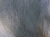 Hundebetreuung Wien / Hundefell - Dem Haarkleid des Hundes kommen je nach Rasse und Aufgaben unterschiedliche Funktionen zu. Das Haarkleid besteht aus groben Deckhaaren und feinen Wollhaaren.