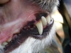 Hundebetreuung Wien / Gebiss des Hundes - Der erwachsene Hund hat 42 Zähne, 20 im Oberkiefer und 22 im Unterkiefer. Sie bilden das Gebiss. Mit Zahnung bezeichnet man den Durchbruch der Zähne bei jungen Hunden.