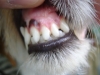 Hundebetreuung Wien / Hundegebiss - Die Zähne des Hundes sind hart und von knochenähnlichem Aussehen und spielen eine wichtige funktionelle Rolle, da sie zum Ergreifen, Zerreißen und Zerkauen der Nahrung dienen.