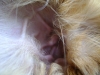 Hundebetreuung Wien / Äußeres Ohr - Zum äußeren Ohr (Auris Externa) gehören die Ohrmuschel, der äußere Gehörgang und die Muskeln.