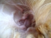 Hundebetreuung Wien / Ohr des Hundes - Diese Haut geht über in den äußeren Gehörgang. Hier befinden sich die Ohrenschmalz produzierenden Talgdrüsen. Das anschließende Trommelfell ist die Grenze zum Mittelohr.