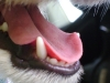 Hundebetreuung Wien / Zunge des Hundes - Auf der Zunge des Hundes befinden sich Papillen die die Geschmacksknospen beherbergen. Anhand der Speicheldrüsen zersetzen Hunde die Nahrung in chemische Einzelteile. Die Speicheldrüsen sitzen unter der Zunge, hinter den Ohren, unter den Augen und im hinteren Maulbereich.