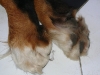 Hundebetreuung Wien - Die Pfoten der Hunde / Am Hinterlauf nennt sich die 5te Zehe an der Innenseite des Laufs “Afterkralle”. Sie ist mit dem Daumen der menschlichen Hand vergleichbar.
