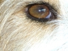 Hundebetreuung Wien - Das Auge des Hundes / Wissenschaftliche Untersuchungen haben ergeben, dass der Hund eine Sehschärfe hat, die ungefähr der des Menschen entspricht.