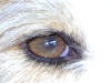 Hundebetreuung Wien - Das Auge des Hundes / Hunde haben jedoch eine bessere Wahrnehmung von Bewegungen, ein breiteres Gesichtsfeld und ein vielfach besseres Sehvermögen bei Dunkelheit.