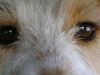 Hundebetreuung Wien - Die Augen des Hundes / Da die Augen unserer Hunde seitlich ausgerichtet sind haben sie ein Seh/Sichtfeld von 240 Grad, im Gegensatz zum Menschen mit 140 Grad, was natürlich das  räumliche Sehen beeinflußt.