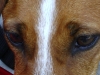 Hundebetreuung Wien - Die Augen des Hundes / Eine besondere Modifikation des Hundeauges, die normalerweise nur bei nachtaktiven Jägern gefunden wird, ist der  sogenannte “Spiegel”, das Tapetum lucidum.