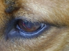 Hundebetreuung Wien - Das Auge des Hundes / Es liegt unter der Netzhaut und reflektiert das Licht, so daß es nochmals auf die Netzhaut fällt, d.h. der Hund kann bei schlechten Lichtverhältnissen das Licht optimal ausnutzen.