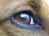 Hundebetreuung Wien - Das Auge des Hundes / Zum Auge gehören Augapfel, Augenmuskeln, Schutzeinrichtungen (Augenlider, Wimpern und Tränendrüse). Der Augapfel (Bulbus oculi) ist ein kugeliges Organ aus drei Schichten.