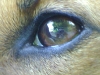 Hundebetreuung Wien - Das Auge des Hundes / Im Augapfel liegen die Regenbogenhaut (Iris), die Linse, das Kammerwasser und der Glaskörper, dessen Wand aus der Sklera (Lederhaut), der Cornea (Hornhaut), der Chorioidea (Aderhaut) und der Retina (Netzhaut) besteht.