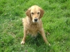 Dogwalker Wien - British Golden Retriever