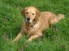 Dogwalkerservice Wien - Haushund Golden Retriever