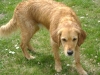 Haushunde Betreuungsdienst Wien - Wasserhund Golden Retriever
