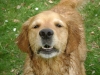 Gassigeher Wien - Stöberhund Golden Retriever