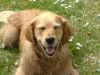 Hunde Betreuungsservice Wien - Rettungshund Golden Retriever