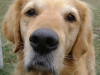 Dogwalker Service Stieglecker - Retrieverart Golden Retriever