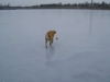 Gassigeher Stieglecker - Golden Retriever Dog