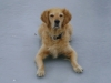 Hundesitter Stieglecker - Golden Retriever Dog