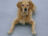 Hunde Tagessitter Stieglecker - Rassehund Golden Retriever