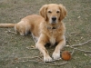 Vorort Dogsitter Stieglecker - Britische Hunderasse Golden Retriever