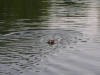 Parson Terrier beim Schwimmen - Dogwalker Stieglecker