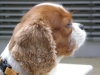 King Charles Spaniel - Der fröhliche und ausgeglichene Cavalier King Charles Spaniel ist ein beliebter Hund, der sich gut in eine Familie eingliedern lässt.