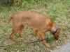 Ridgeback - Dies ist ein Haarkamm auf dem Hunderücken, welcher entgegen der eigentlichen Haarwuchsrichtung verläuft und später zum Markenzeichen des Rhodesian Ridgebacks wurde.