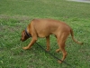 Rhodesian Ridgeback - Der Rhodesian Ridgeback ist eine alte, südafrikanische Jagdhundrasse.Zu Kolonialzeiten wurde der Rhodesian Ridgeback Hund von den Kolonialherren zur Jagd auf Löwen und anderes Großwild eingesetzt.