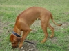 Rhodesian Ridgeback - Seine Aufgabe bestand darin, die gejagten Tiere so lange an einem Platz zu halten bis die Jäger vor Ort waren.