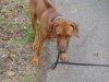 Rhodesian Ridgeback - Der Rhodesian Ridgeback zählt zu der Gruppe der 