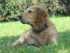 Rassehund Golden Retriever - Privater Gassigeher Stieglecker Wien Österreich