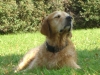 Hunderasse Golden Retriever - Privater Dog Walker Stieglecker Wien Österreich