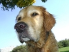 Hunde Rasse Golden Retriever - Privater Dogwalker Stieglecker Wien Österreich