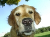 Golden Retriever Dog - Private Dog Walker Service Stieglecker Vienna Austria