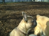 On site house dogs care Vienna - French Bulldog - Suburb Supervisor Stieglecker Austria