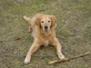 British Dog Breed - Golden Retriever - Dog Walker Stieglecker Vienna Austria