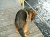 Hund schaut in das Wasser - Langhaar Schäferhündin schaut in das Wasser - Ausführ Dienst für Hunde Stieglecker Wien Österreich