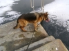 Hund schaut aufs Eis - Schäferhündin schaut aufs Eis - Gassi Dienst für Hunde Stieglecker Wien Österreich