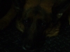 Dog eyes in the dark - Canidae eyes in the dark - Canis Lupus Familiaris carer Stieglecker Vienna Austria