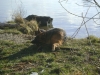 Dog on the Water - Shepherd Dog on the Water - Outdoor Dog Photo Gallery Stieglecker Vienna Austria 