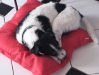 Russel Terrier Max - Hundeurlaubsbetreuung Wien