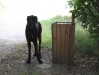 Dogge Monty / Größenvergleich - Hundebetreuung Wien