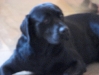 Labrador Hestia - Familienhunde Betreuung Wien