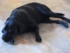 Labrador - Haushund Betreuung Wien