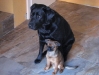 Labrador und Griffon Petit Brabançon / Große Hunde und kleine Hunde betreut in Wien