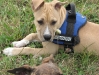 Pitbull Terrier - Listenhunde Betreuung Wien