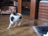 Terrier Max - Kompetente Hundebetreuung Wien